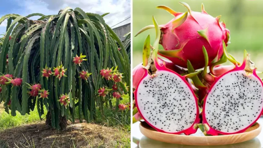 Dragon Fruit Plant