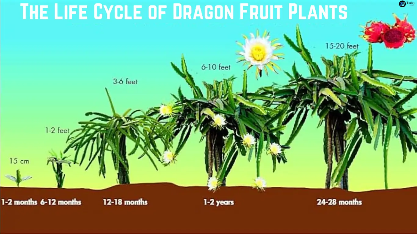 Dragon Fruit Plants